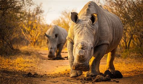 Wild Rhino Australia .